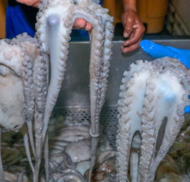 Capturan cerca de 30 kilos de pulpo en Campeche