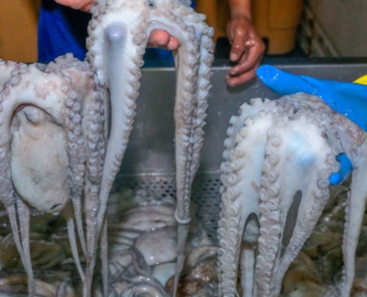Capturan cerca de 30 kilos de pulpo en Campeche