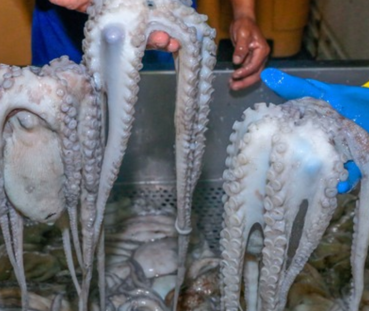 Capturan cerca de 30 kilos de pulpo en Campeche