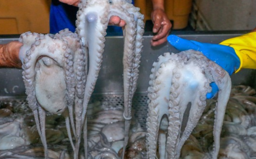 Capturan cerca de 30 kilos de pulpo en Campeche