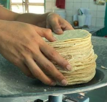 Sequía amenaza precio de la tortilla en Campeche