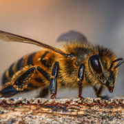 Nuevo protocolo para proteger abejas en Campeche