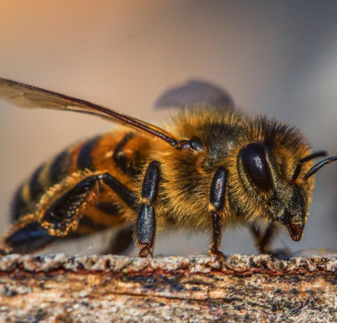 Nuevo protocolo para proteger abejas en Campeche