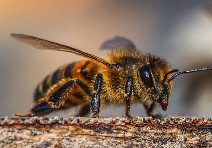 Nuevo protocolo para proteger abejas en Campeche
