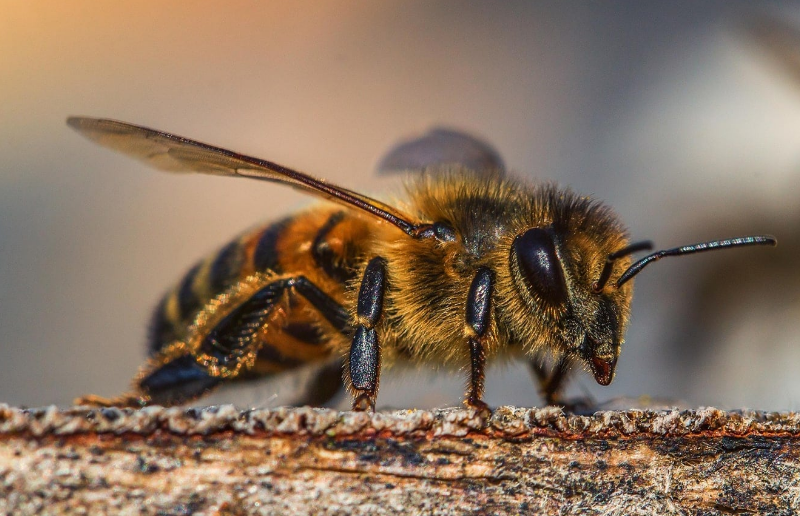Nuevo protocolo para proteger abejas en Campeche