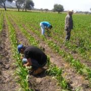 Se vendió El Sorgo y el dinero no apareció