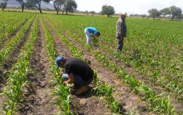 Se vendió El Sorgo y el dinero no apareció