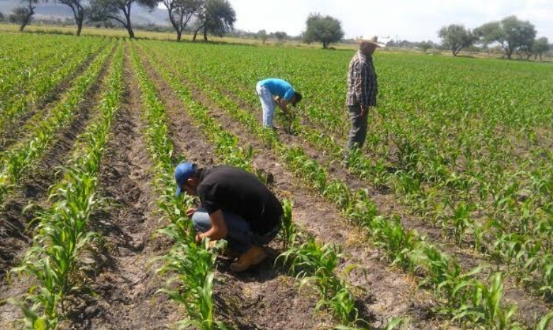 Se vendió El Sorgo y el dinero no apareció