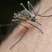 Mosquitos alborotados por "El Niño"
