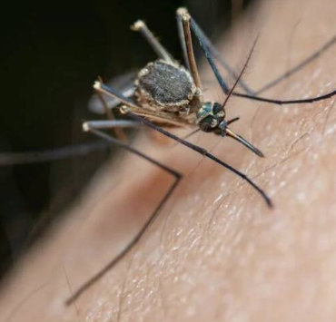 Mosquitos alborotados por "El Niño"