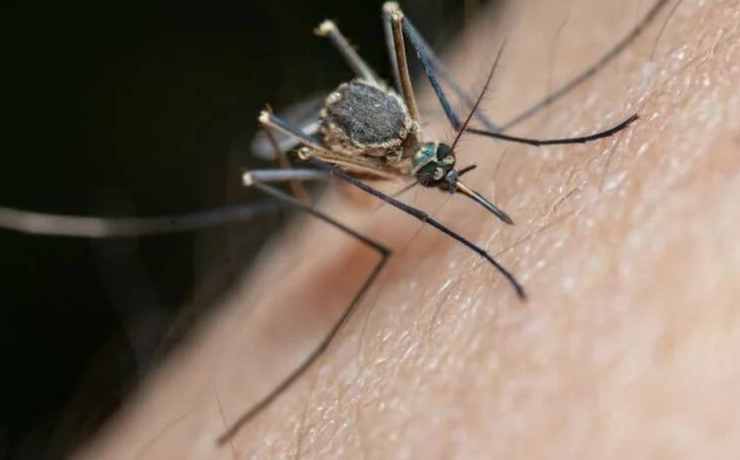 Mosquitos alborotados por "El Niño"