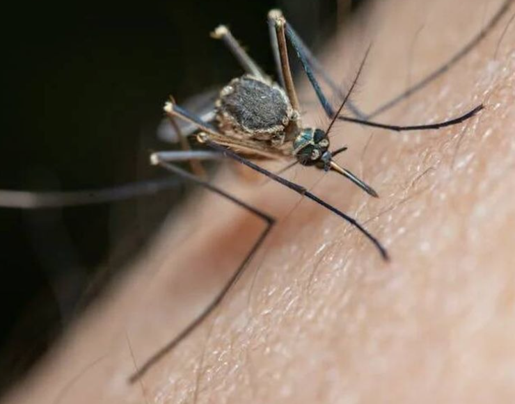 Mosquitos alborotados por "El Niño"