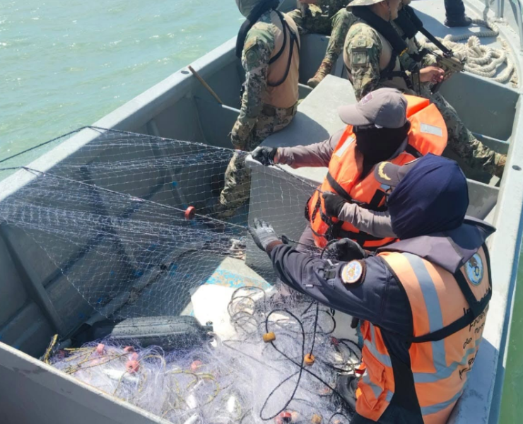 Frenan extracción ilegal de ostión en Campeche