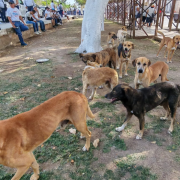 Aumento de fauna callejera en Campeche