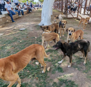 Aumento de fauna callejera en Campeche