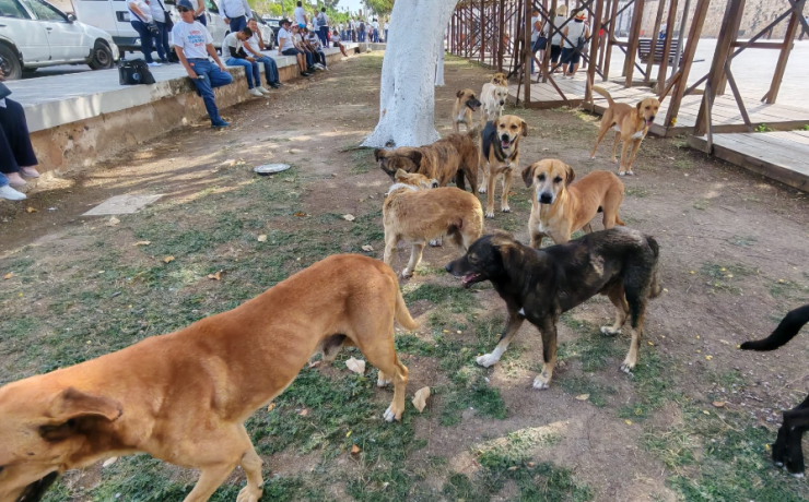 Aumento de fauna callejera en Campeche