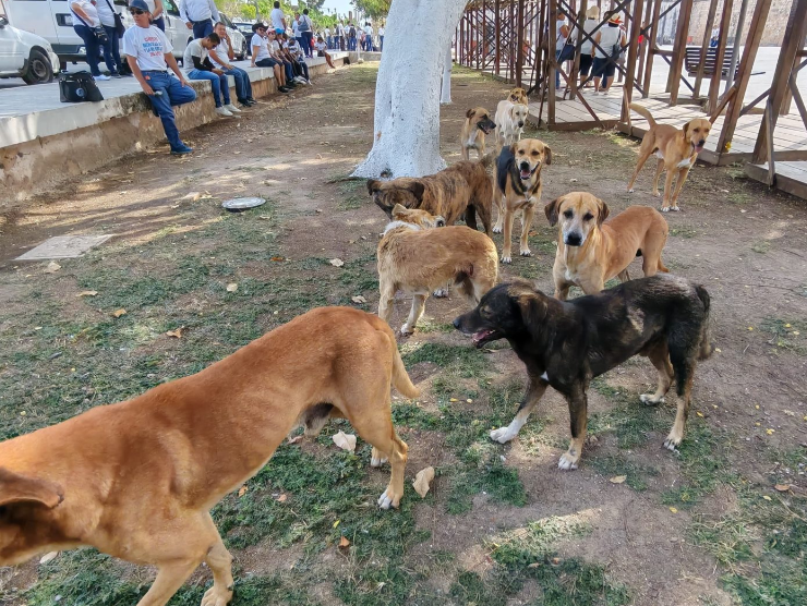 Aumento de fauna callejera en Campeche