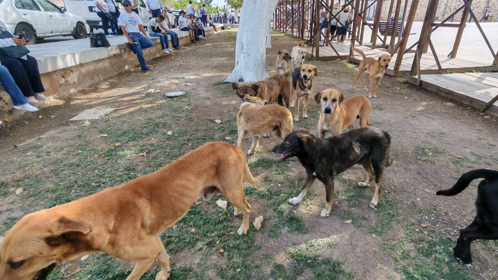 Aumento de fauna callejera en Campeche