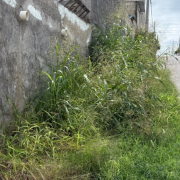 Banquetas "devoradas" por el monte en la colonia Colonial Campeche