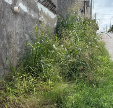 Banquetas "devoradas" por el monte en la colonia Colonial Campeche