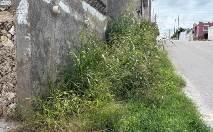 Banquetas "devoradas" por el monte en la colonia Colonial Campeche