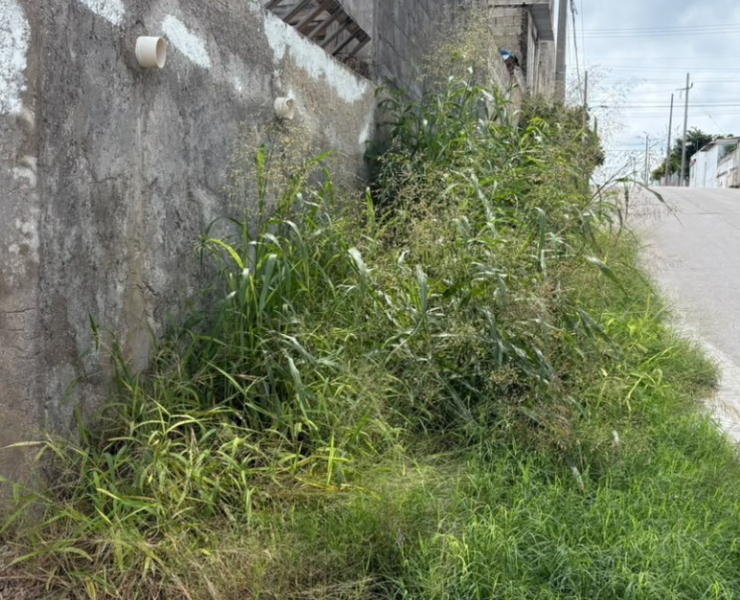 Banquetas "devoradas" por el monte en la colonia Colonial Campeche