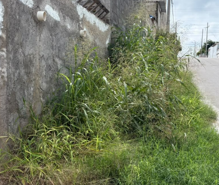 Banquetas "devoradas" por el monte en la colonia Colonial Campeche