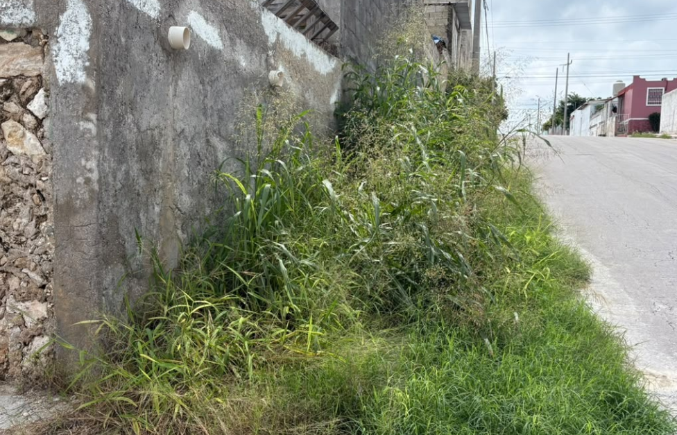 Banquetas "devoradas" por el monte en la colonia Colonial Campeche