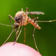 Campeche avanza con proyecto Wolbachia