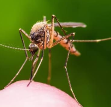 Campeche avanza con proyecto Wolbachia