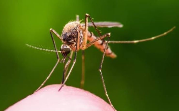 Campeche avanza con proyecto Wolbachia