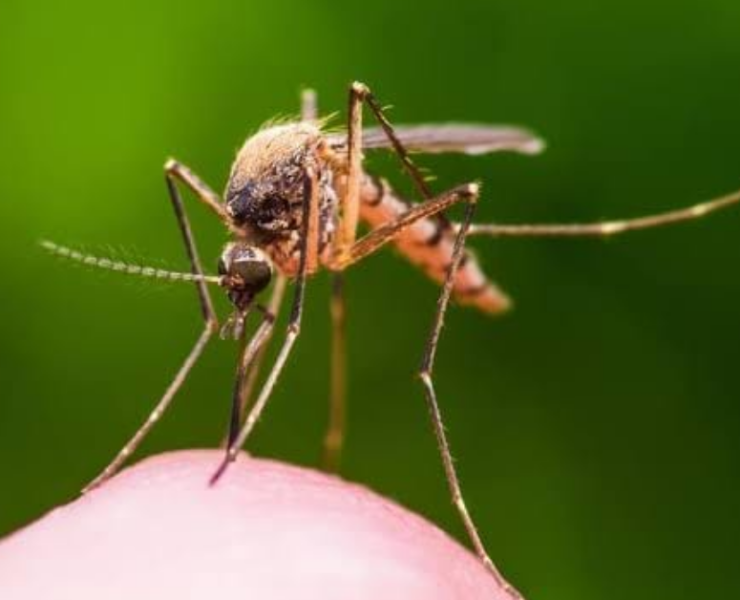 Campeche avanza con proyecto Wolbachia