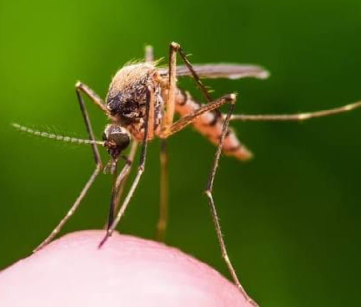 Campeche avanza con proyecto Wolbachia