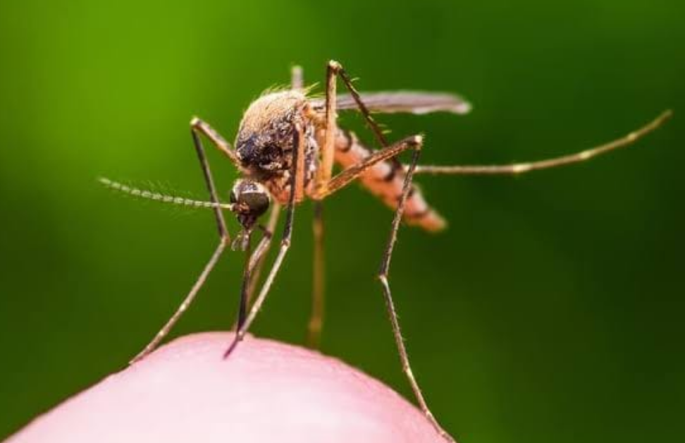 Campeche avanza con proyecto Wolbachia