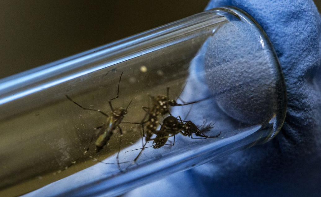 Campeche avanza con proyecto Wolbachia: ¿Cómo funcionará?