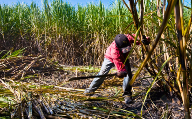 Caña de azúcar en Campeche; pilar en riesgo