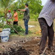 Sembrando Vida recupera el 80% de parcelas en Calakmul