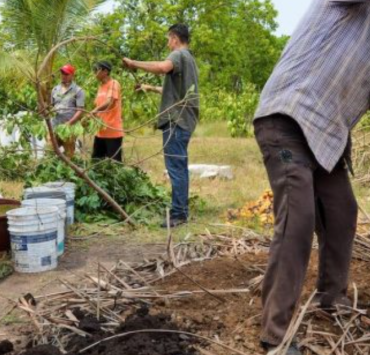 Sembrando Vida recupera el 80% de parcelas en Calakmul
