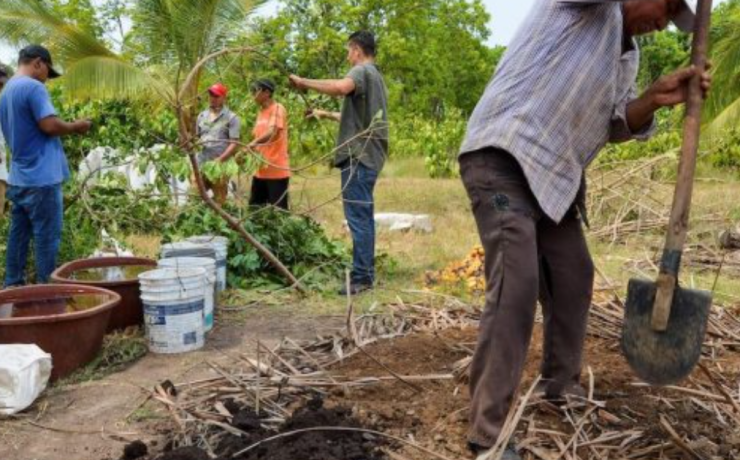 Sembrando Vida recupera el 80% de parcelas en Calakmul