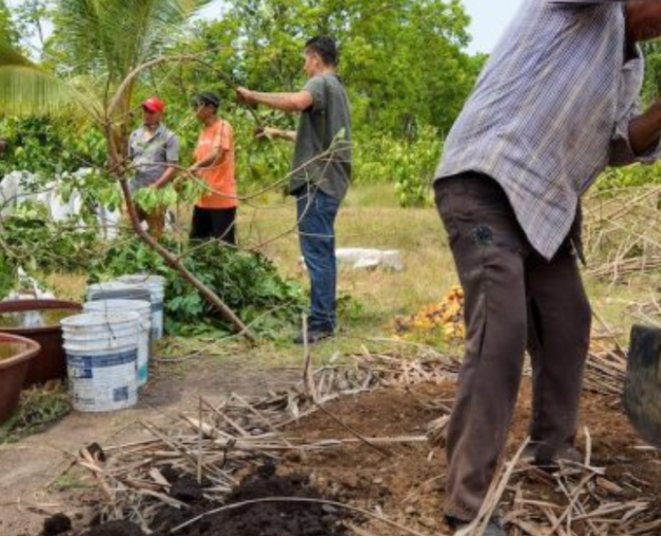 Sembrando Vida recupera el 80% de parcelas en Calakmul