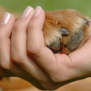Buscan endurecer castigos por maltrato animal