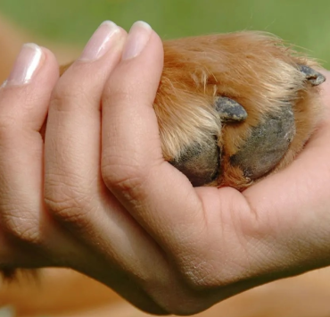 Buscan endurecer castigos por maltrato animal