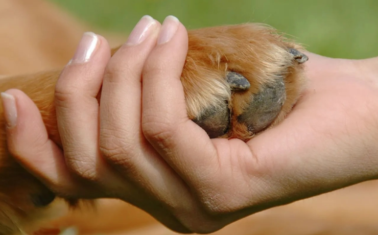 Buscan endurecer castigos por maltrato animal