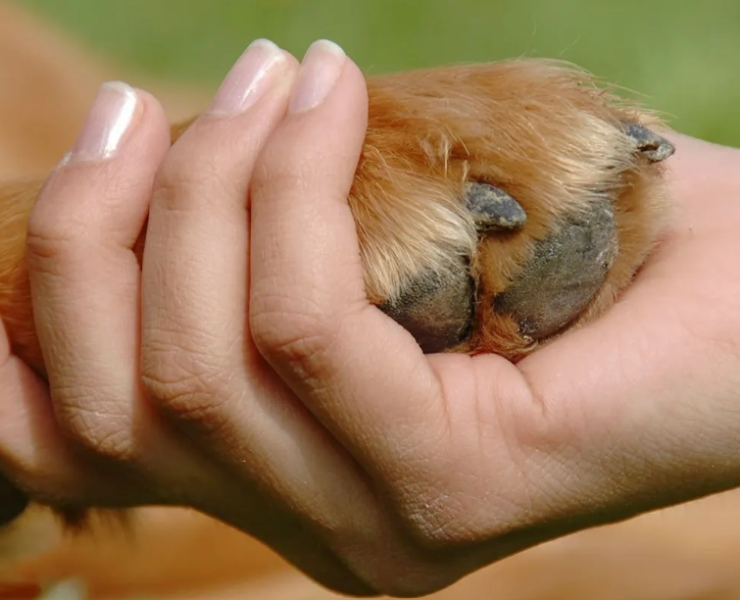 Buscan endurecer castigos por maltrato animal