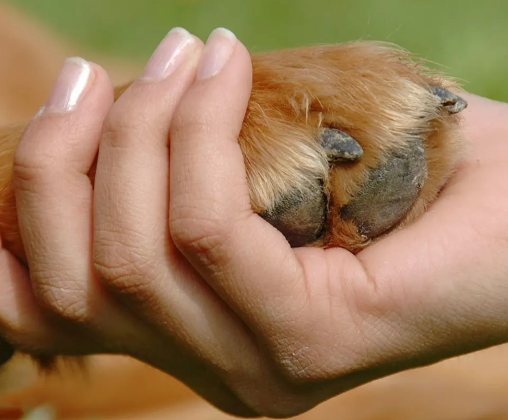 Buscan endurecer castigos por maltrato animal