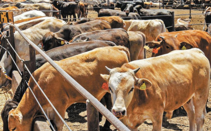 Blindaran al ganado contra el gusano barrenador