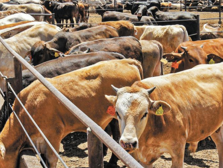 Blindaran al ganado contra el gusano barrenador