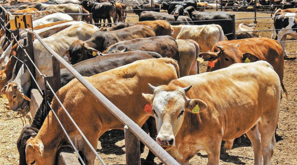 Blindaran al ganado contra el gusano barrenador