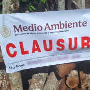 Hornos clandestinos y tala ilegal amenazan la selva de Campeche