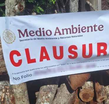 Hornos clandestinos y tala ilegal amenazan la selva de Campeche
